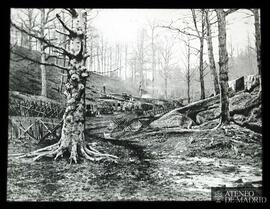 "En el bosque de Arconne" [trincheras en el bosque]