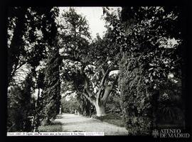 
Sevilla. El Zapote, árbol de veinte años, en los jardines de San Telmo
