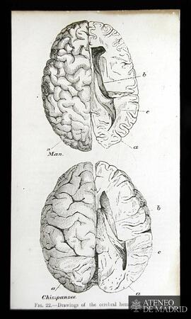 Dibujos de los hemisferios cerebrales de un hombre y de un chimpancé