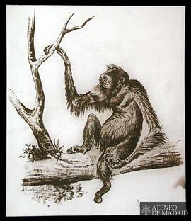 A. Cabrera Latorre: [Primate en la rama de un árbol] (1902)