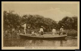 Tarjeta postal de escena costumbrista de recolección de papiros en el Río Anapo, en Siracusa, edi...