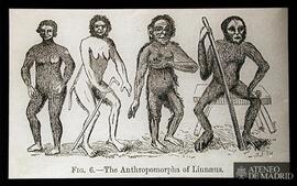 "The Anthropomorpha of Linnaeus"