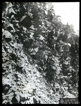 Ladera con vegetación