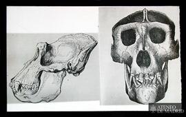 Cráneo de ¿chimpancé? (perfil y frente)