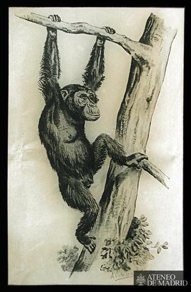 A. Cabrera Latorre: [Primate sujeto a las ramas de un árbol] (1902)