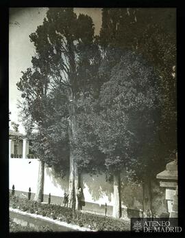 
Granada. El Ciprés de la Sultana en El Generalife
