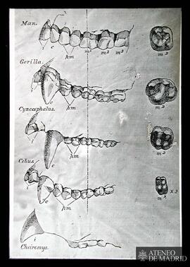 Dentaduras de hombre, gorila, "cynocephalus", "cebus" y "cheiromys"