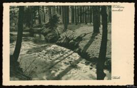 Tarjeta postal de pequeño bosque en Alemania, fotografía de Gottfried Wurbs