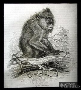 "Les singes". "El mandril"